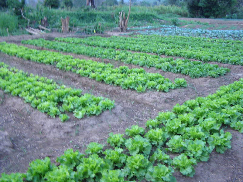 img-training-and-agricultural-project